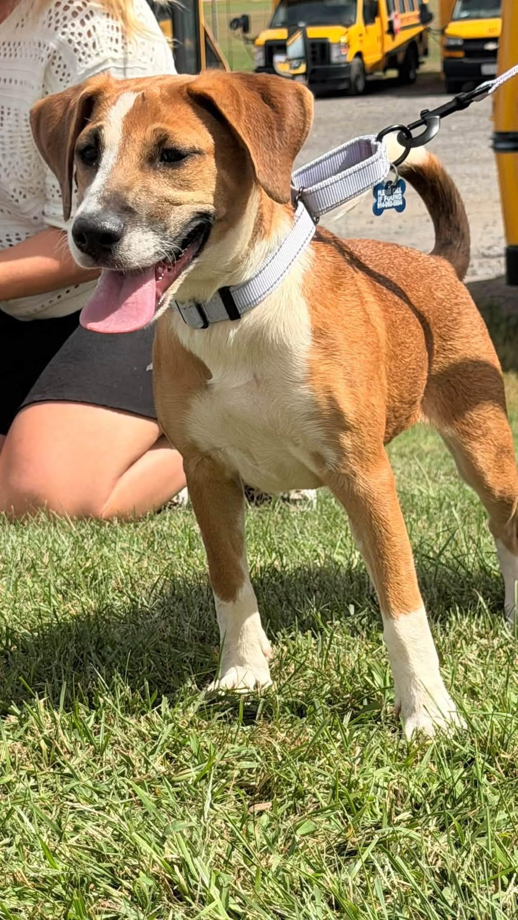 Enlarge Thalia, a Adoptable Carolina Dog in Wappingers Falls, NY image 3/5