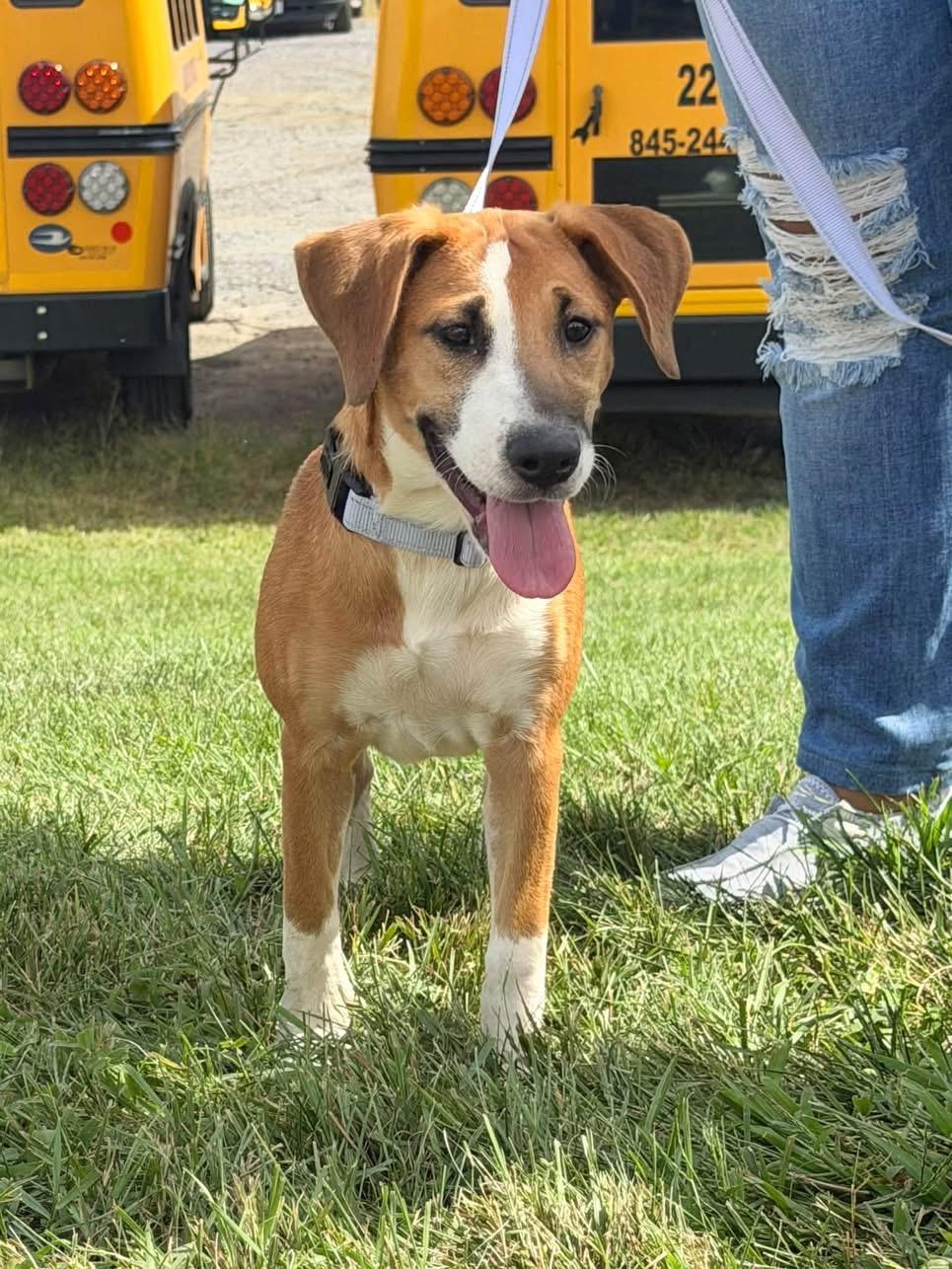 Enlarge Thalia, a Adoptable Carolina Dog in Wappingers Falls, NY image 1/5