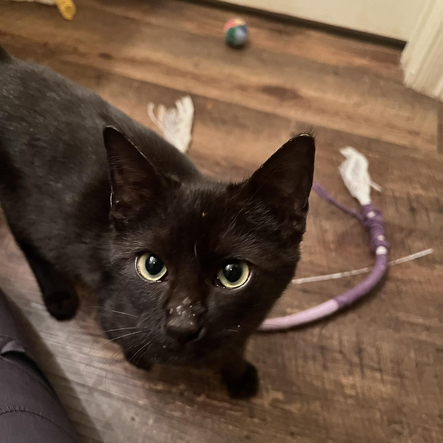 Vinyl, ADOPTABLE, Kitten Male Domestic Short Hair.