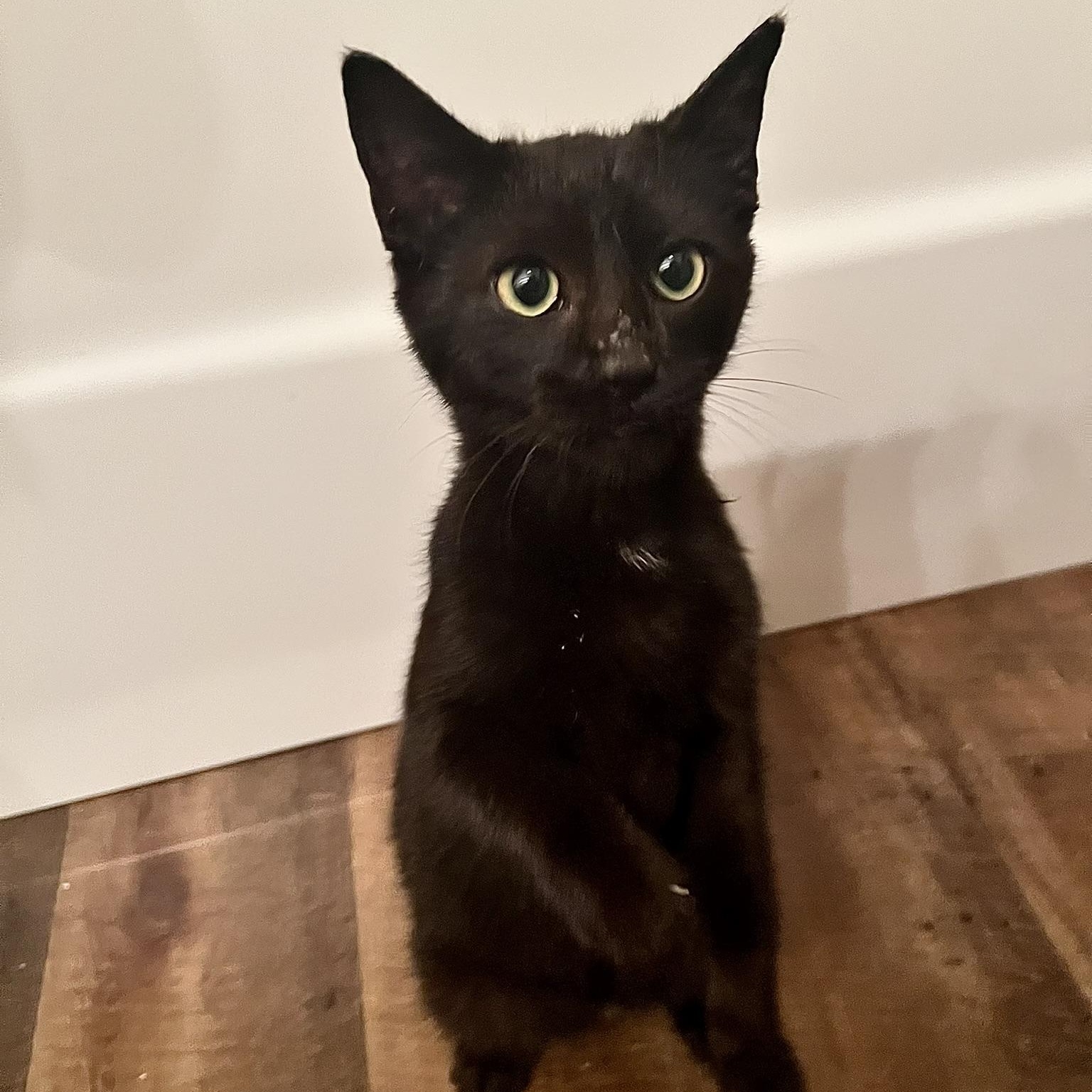 Vinyl, a ADOPTABLE Domestic Short Hair in Carthage, MS image 2/6