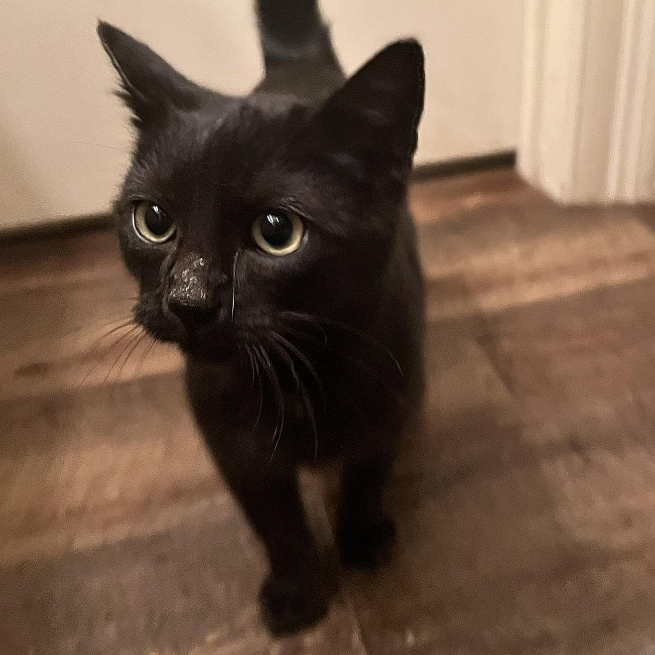 Vinyl, a ADOPTABLE Domestic Short Hair in Carthage, MS image 3/6