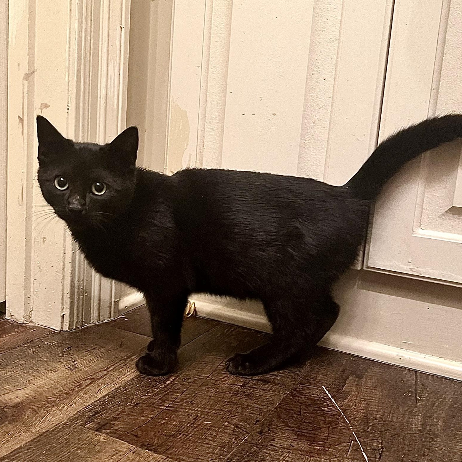 Vinyl, a ADOPTABLE Domestic Short Hair in Carthage, MS image 4/6