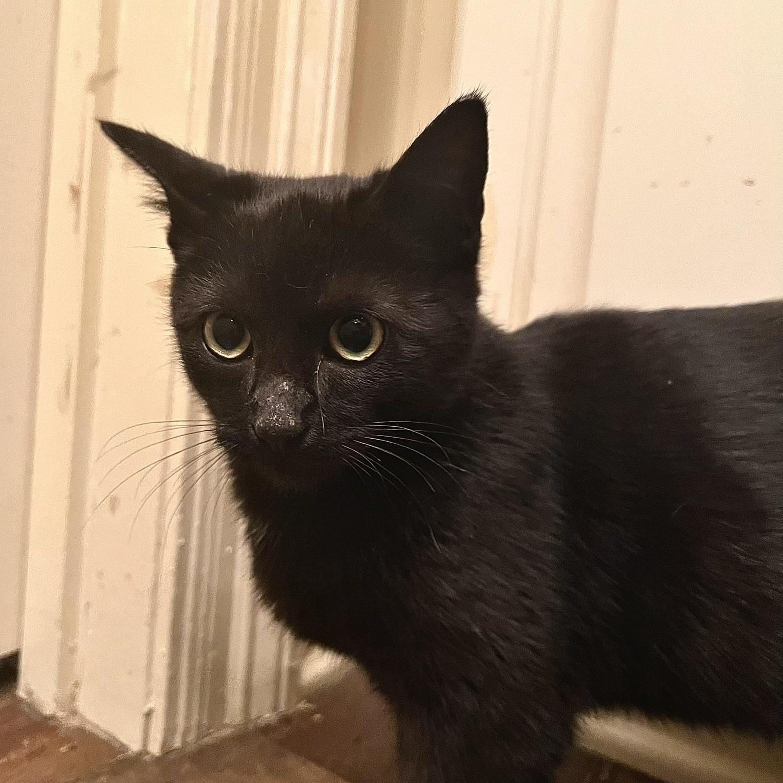 Vinyl, a ADOPTABLE Domestic Short Hair in Carthage, MS image 5/6