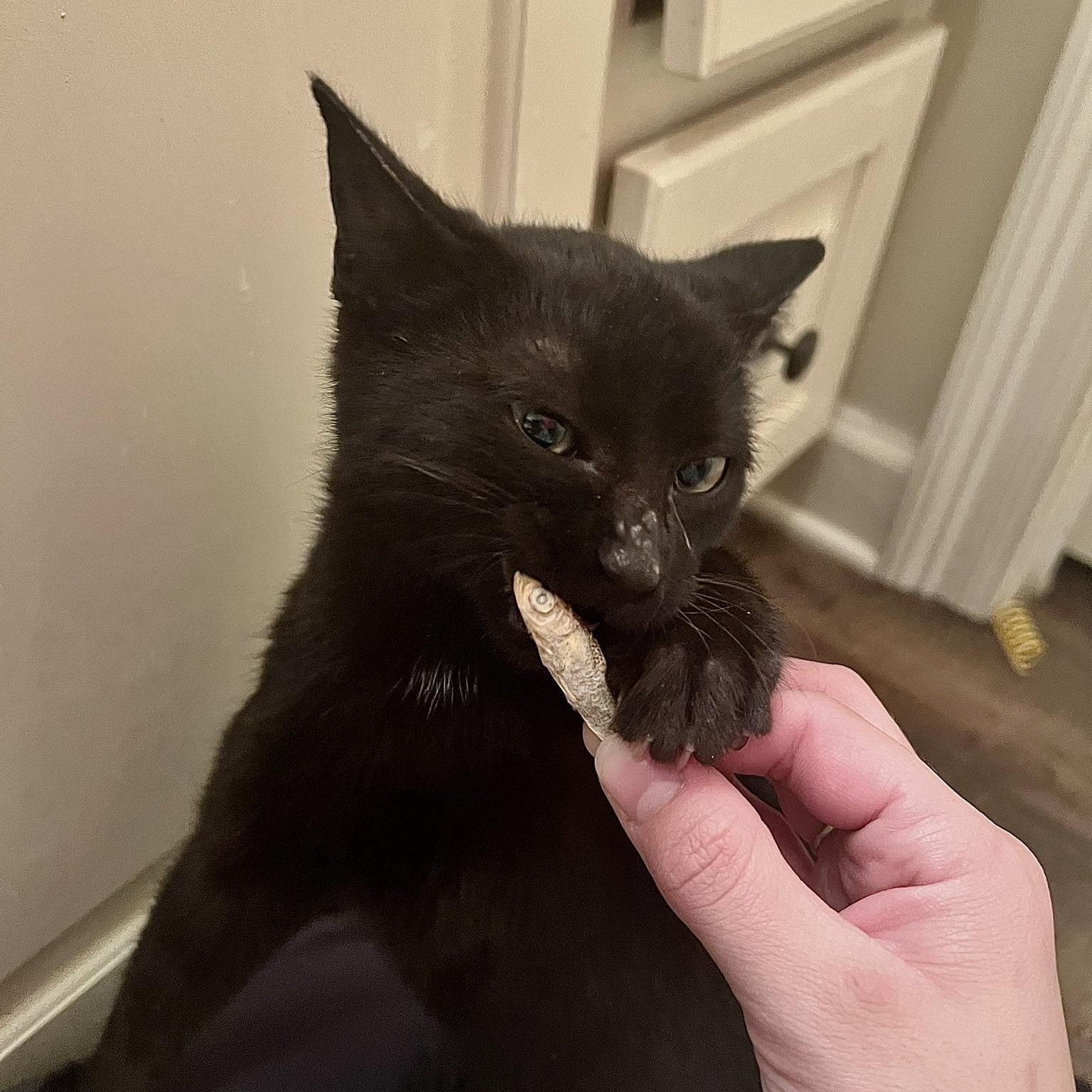 Vinyl, a ADOPTABLE Domestic Short Hair in Carthage, MS image 6/6