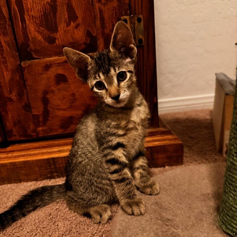 Teddy, Adoptable, Young Male Domestic Short Hair.