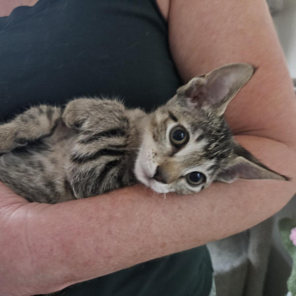 Enlarge Teddy, a Adoptable Domestic Short Hair in Las Vegas, NV image 2/6