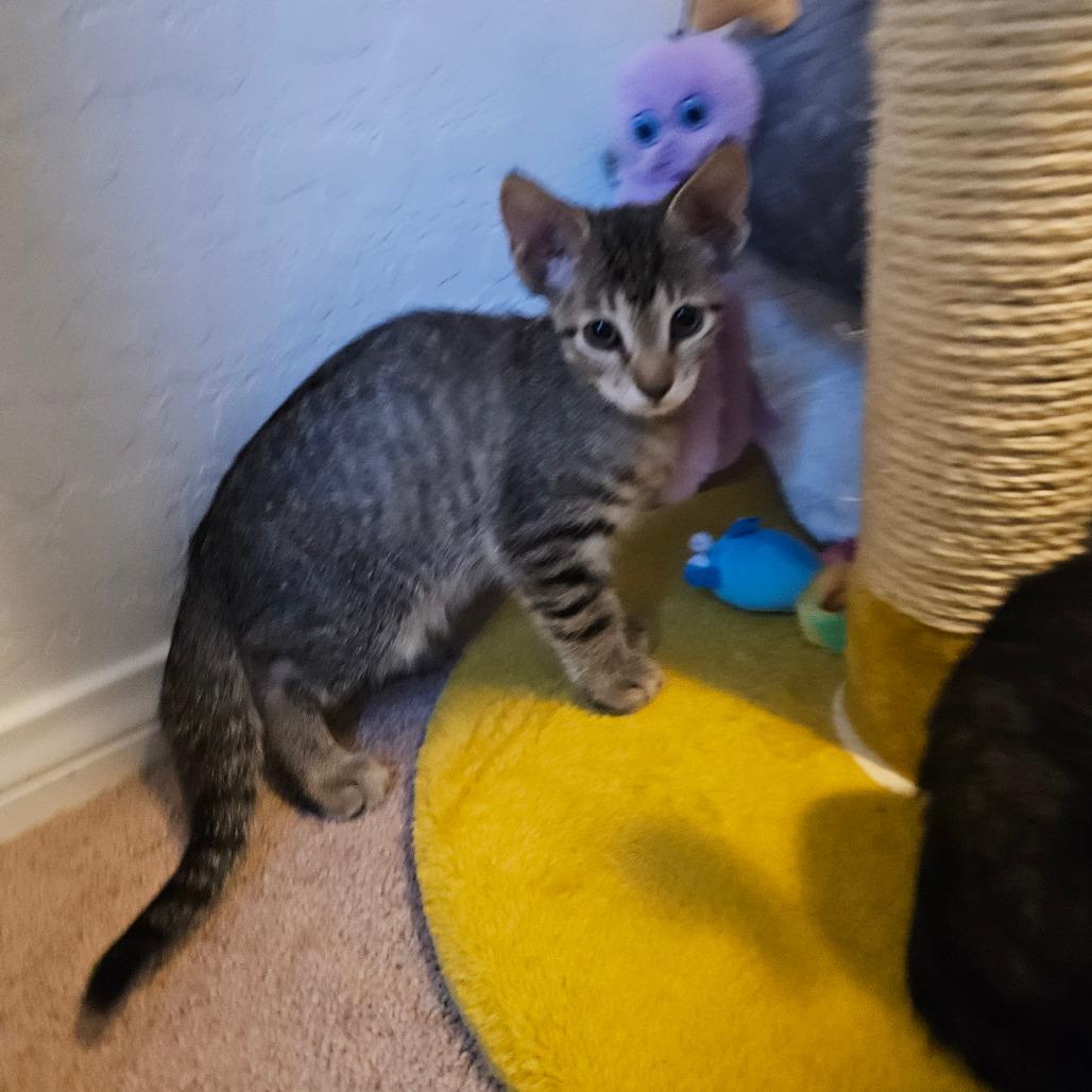 Enlarge Teddy, a Adoptable Domestic Short Hair in Las Vegas, NV image 3/6