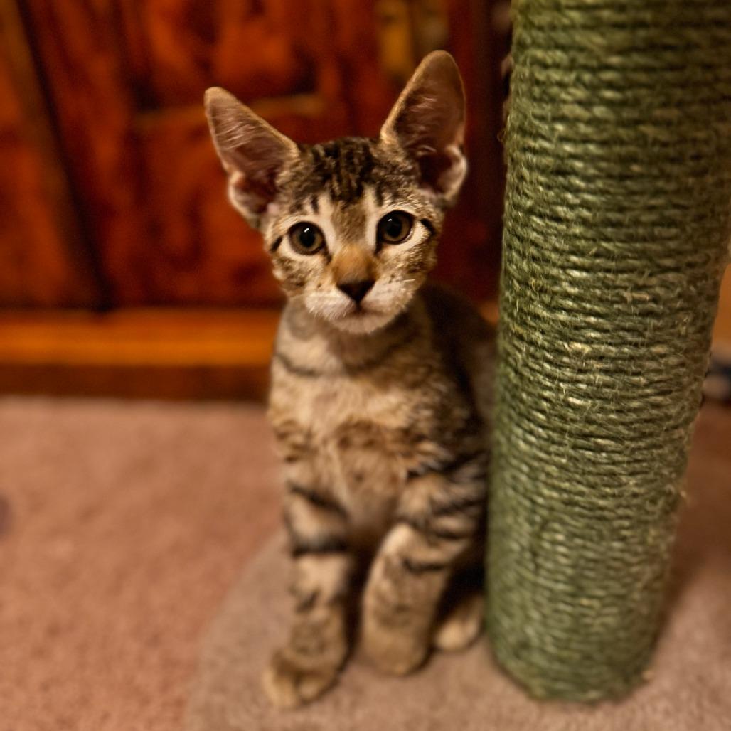 Enlarge Teddy, a Adoptable Domestic Short Hair in Las Vegas, NV image 4/6