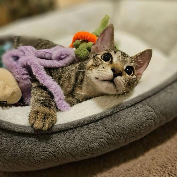 Enlarge Teddy, a Adoptable Domestic Short Hair in Las Vegas, NV image 5/6