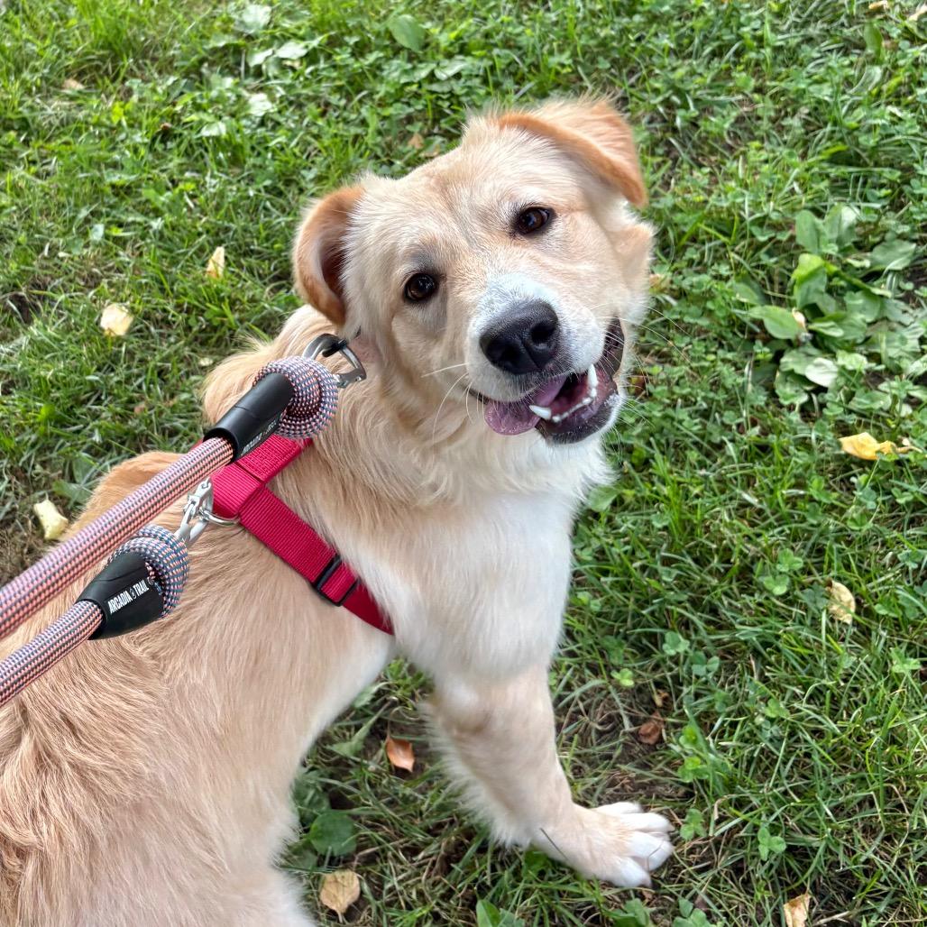 Enlarge Eliza, a Adoptable Mixed Breed in Wantagh, NY image 5/5