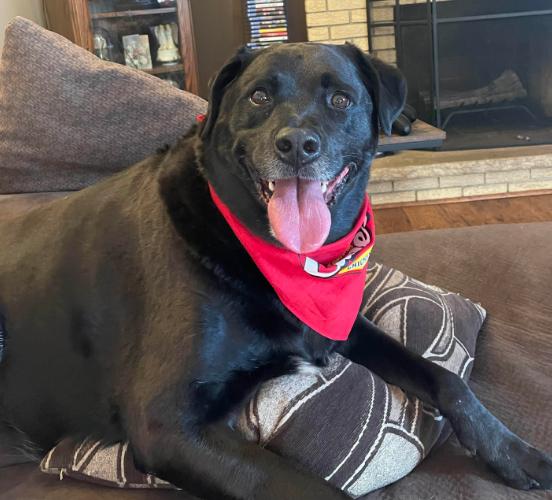 Shadow, a Adopted Labrador Retriever in Brooklyn Center, MN image 1/3