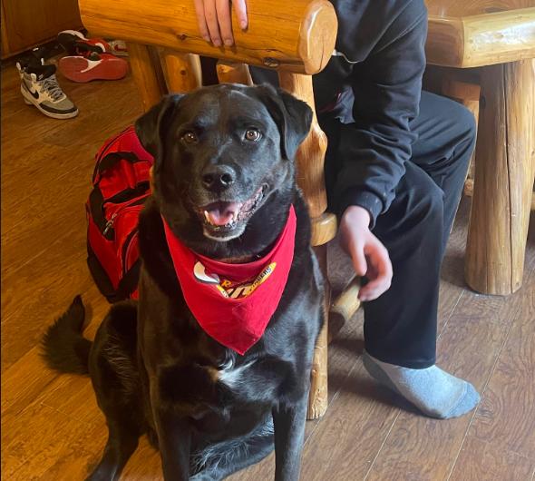 Shadow, a Adopted Labrador Retriever in Brooklyn Center, MN image 2/3