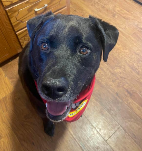 Shadow, a Adopted Labrador Retriever in Brooklyn Center, MN image 3/3