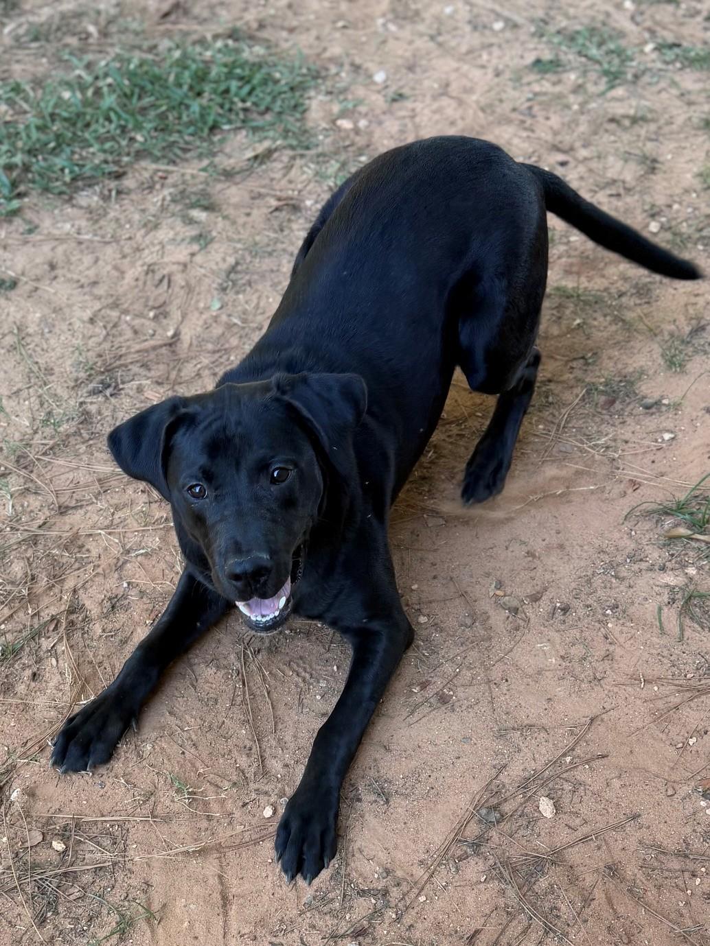 Rick, Adoptable, Young Male Labrador Retriever.
