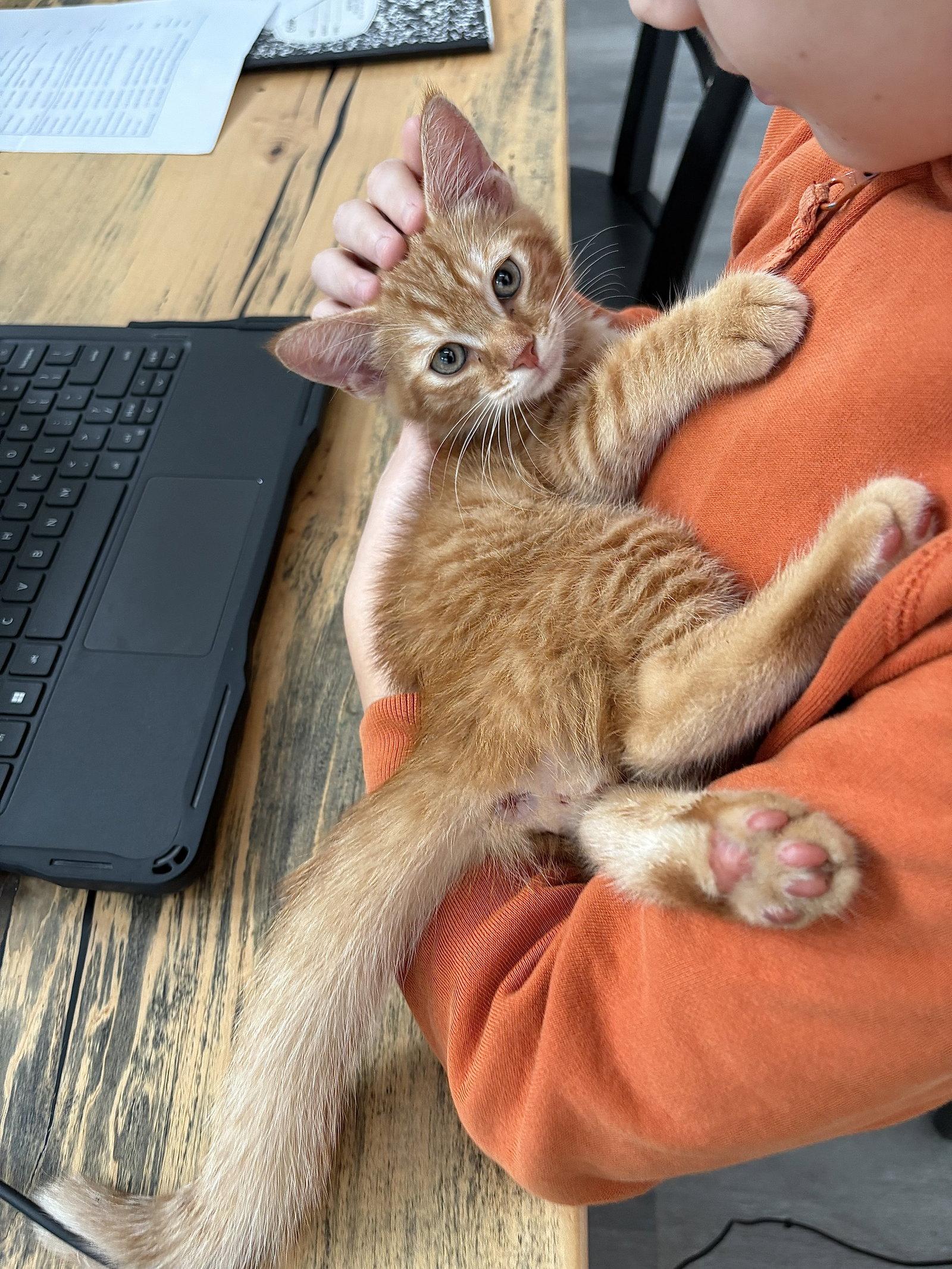Enlarge Jack, a Adoptable Domestic Short Hair in Orlando, FL image 1/3