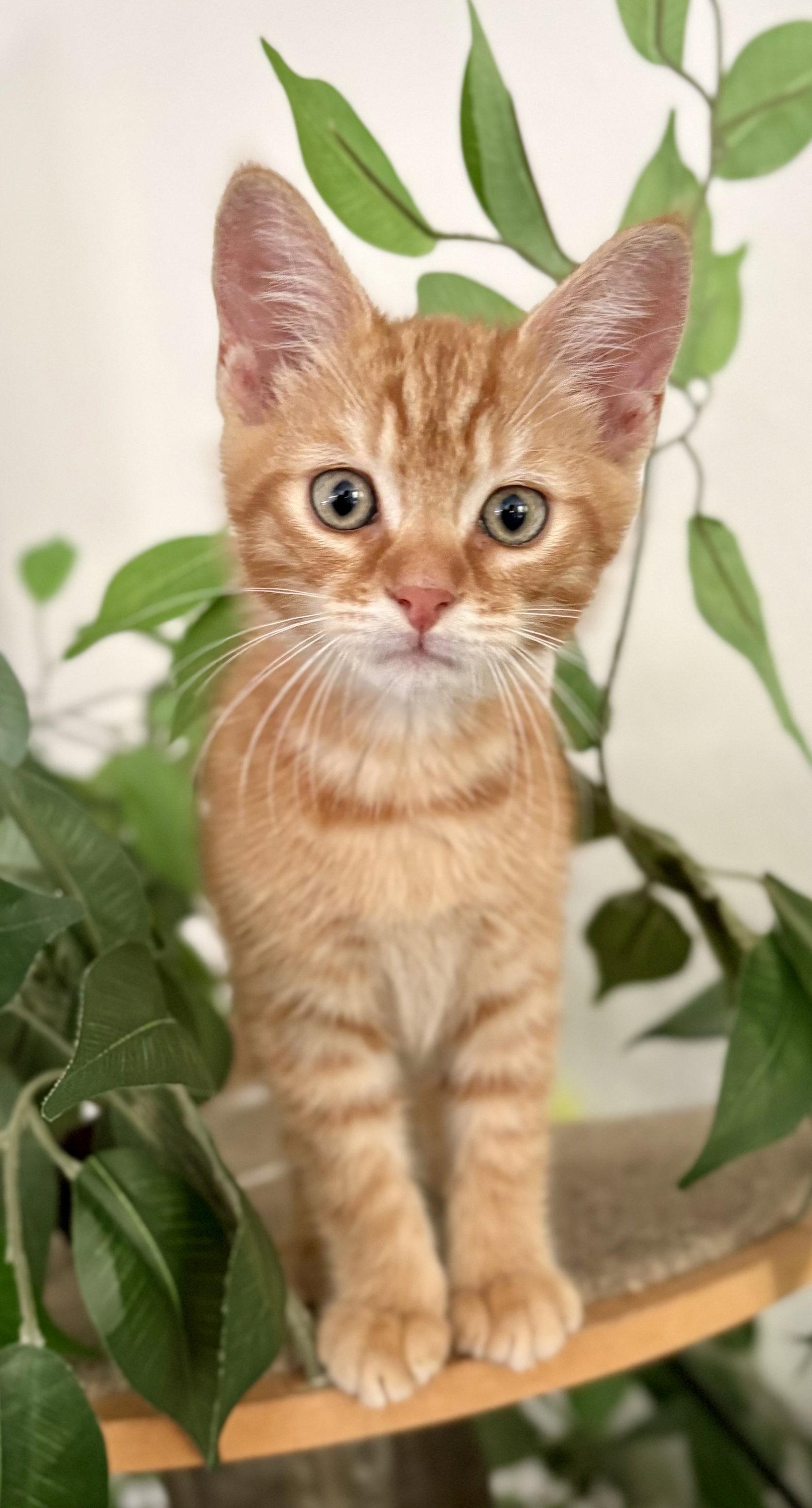 Enlarge Jack, a Adoptable Domestic Short Hair in Orlando, FL image 2/3
