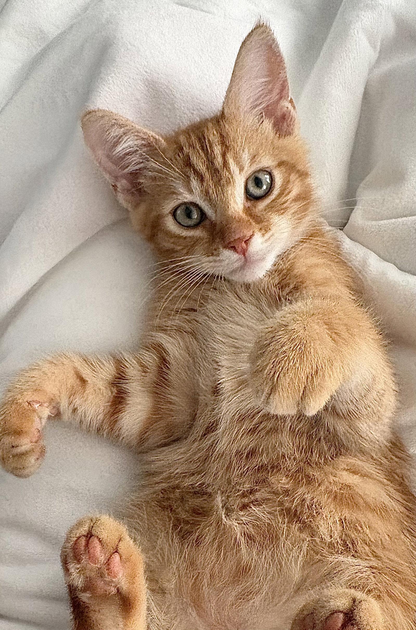 Enlarge Jack, a Adoptable Domestic Short Hair in Orlando, FL image 3/3