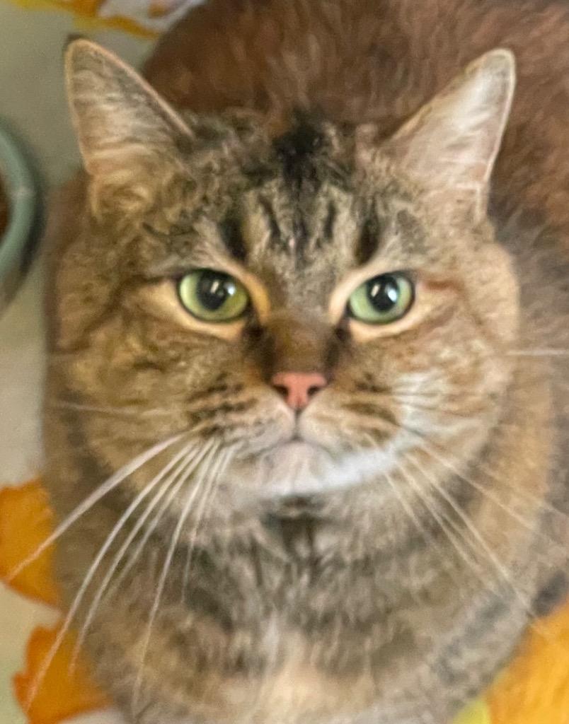 Enlarge NALA-6, a Adopted mixed breed in Muskegon, MI image 1/4