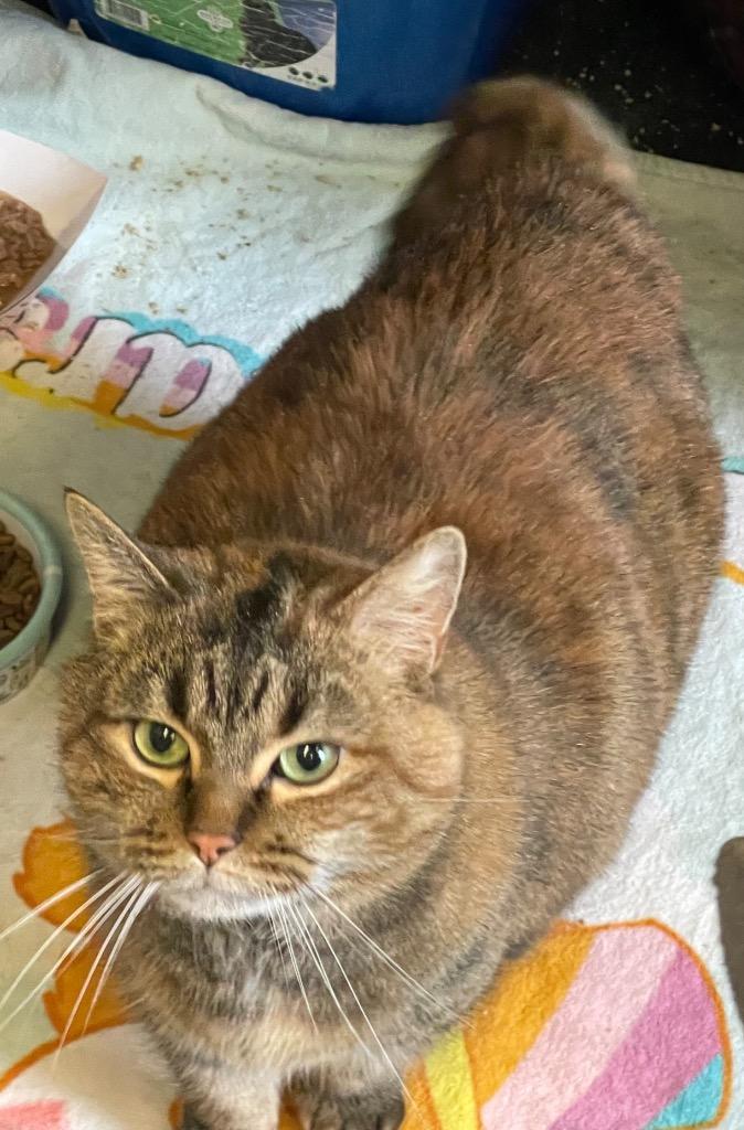 Enlarge NALA-6, a Adopted mixed breed in Muskegon, MI image 2/4