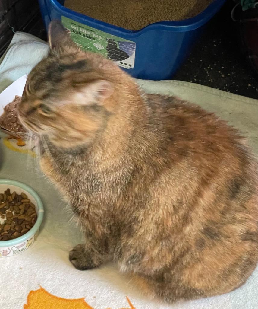 Enlarge NALA-6, a Adopted mixed breed in Muskegon, MI image 3/4