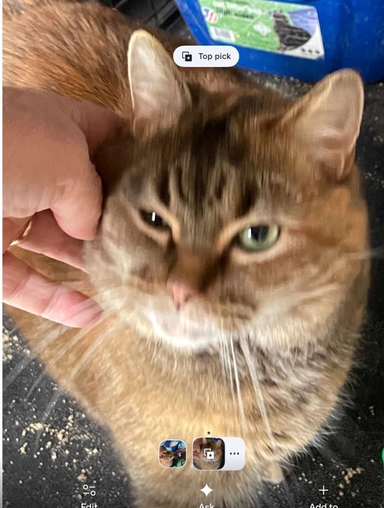 Enlarge NALA-6, a Adopted mixed breed in Muskegon, MI image 4/4