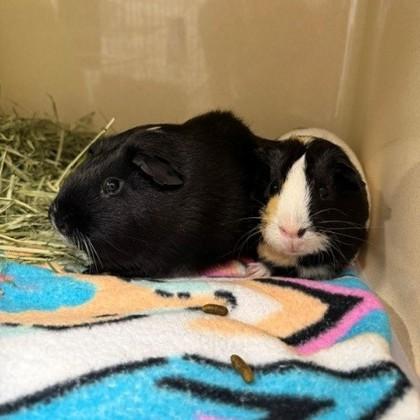 Enlarge Cosmo (bonded w/ Gizmo), a Adoptable mixed breed in Voorhees, NJ image 1/1