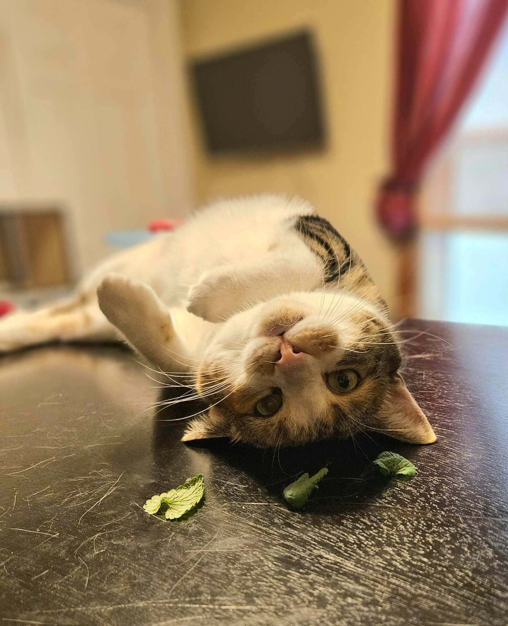 Lily, a ADOPTABLE Domestic Short Hair in Shakespeare, ON image 2/6
