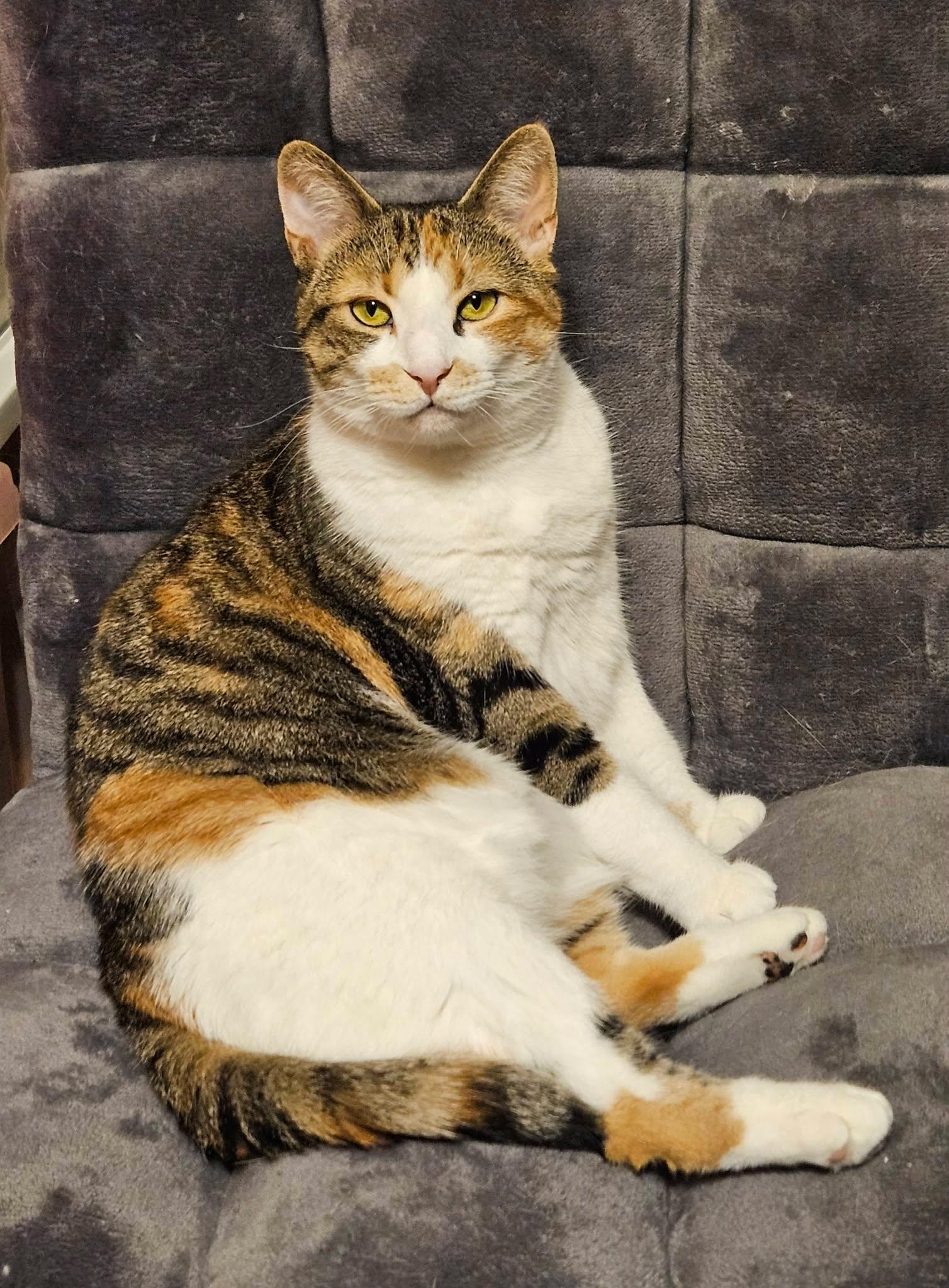 Enlarge Lily, a ADOPTABLE Domestic Short Hair in Shakespeare, ON image 1/6