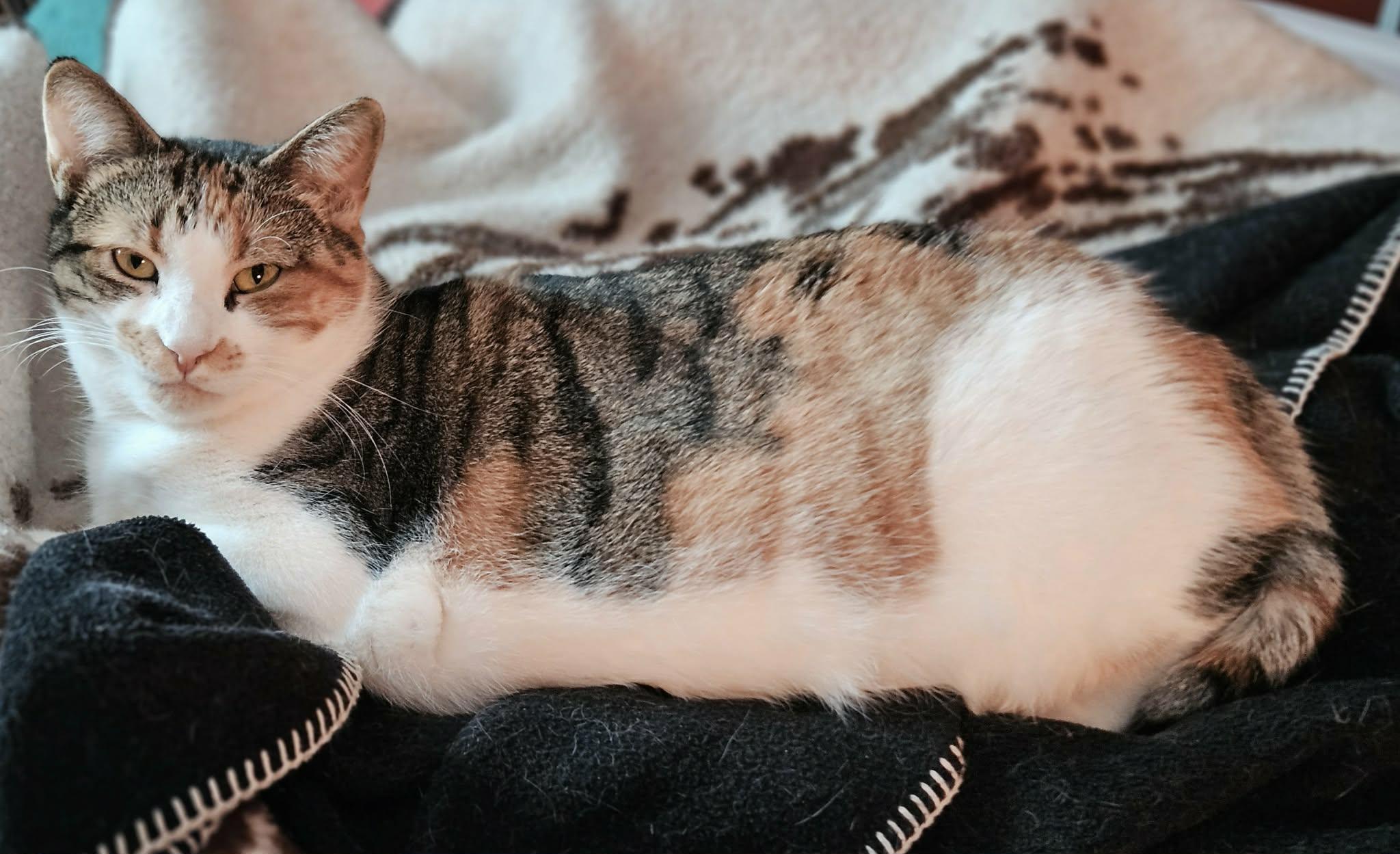 Lily, a ADOPTABLE Domestic Short Hair in Shakespeare, ON image 3/6