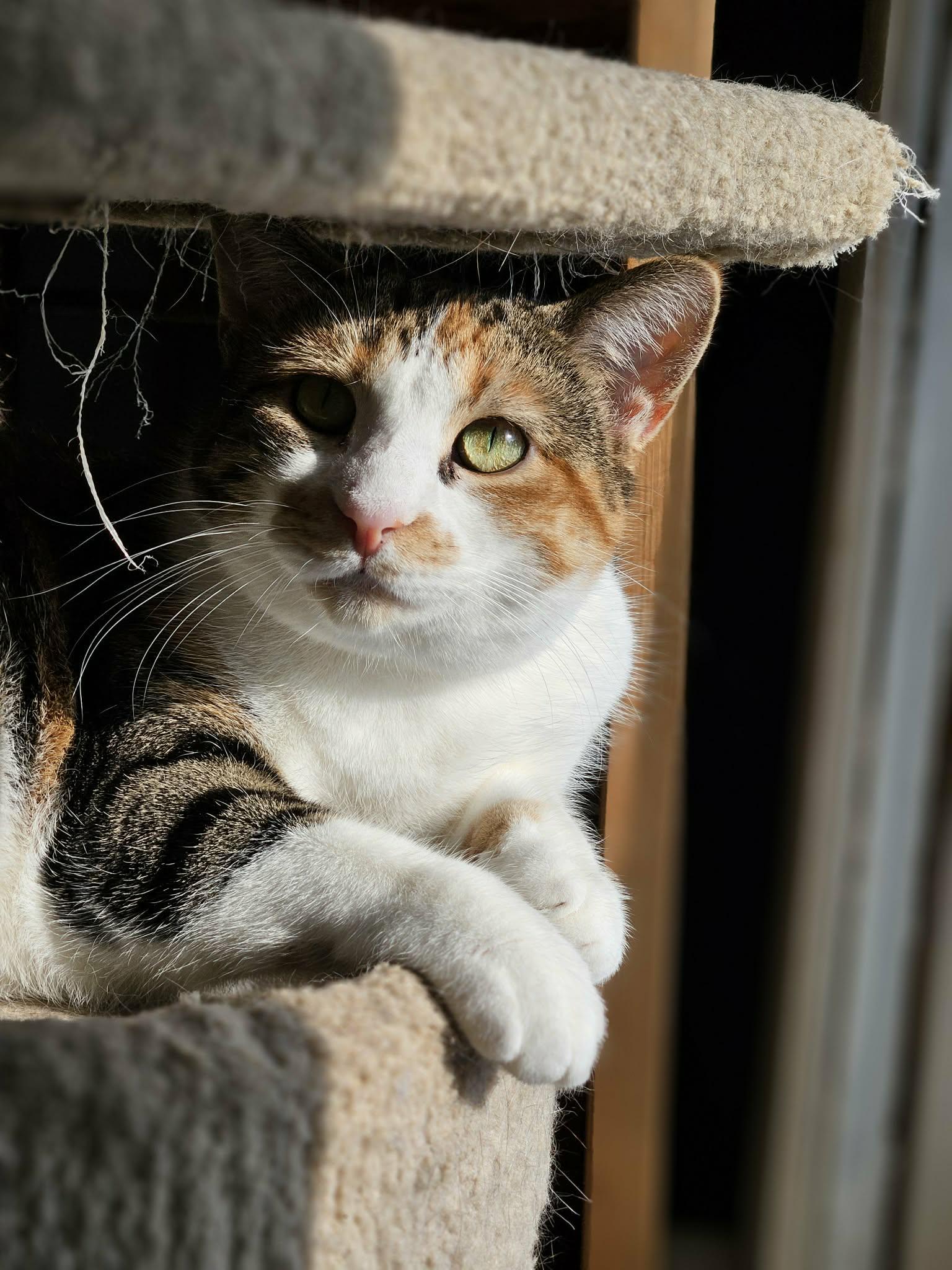 Lily, a ADOPTABLE Domestic Short Hair in Shakespeare, ON image 5/6