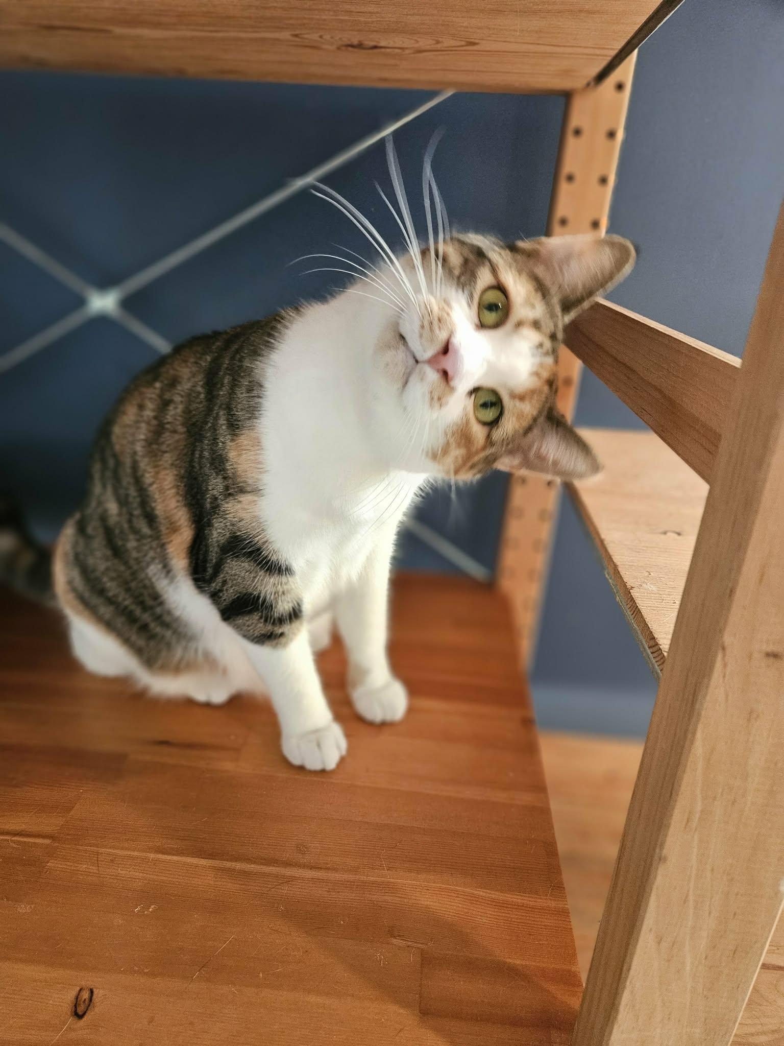 Lily, a ADOPTABLE Domestic Short Hair in Shakespeare, ON image 2/6