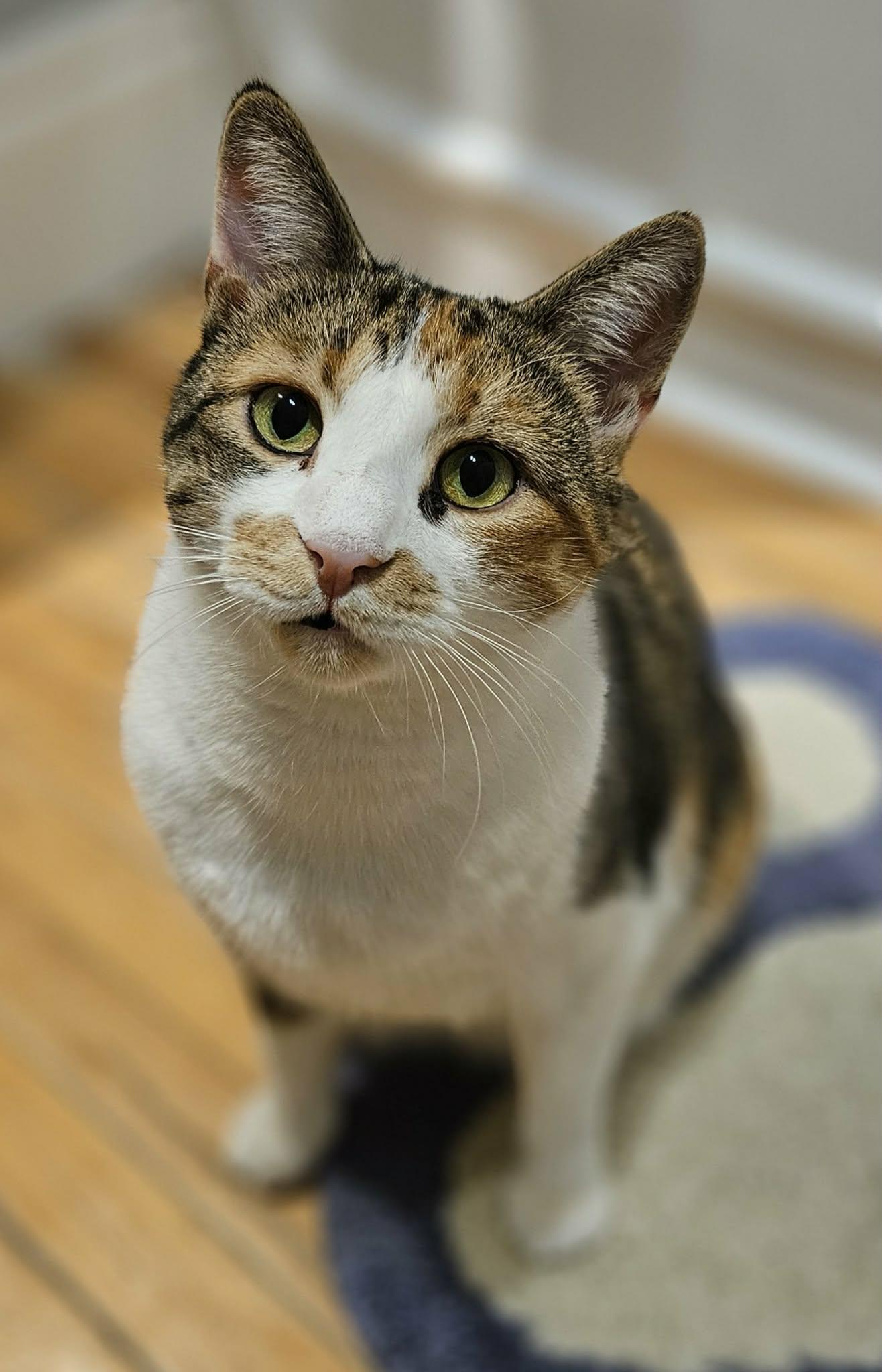 Lily, a ADOPTABLE Domestic Short Hair in Shakespeare, ON image 6/6