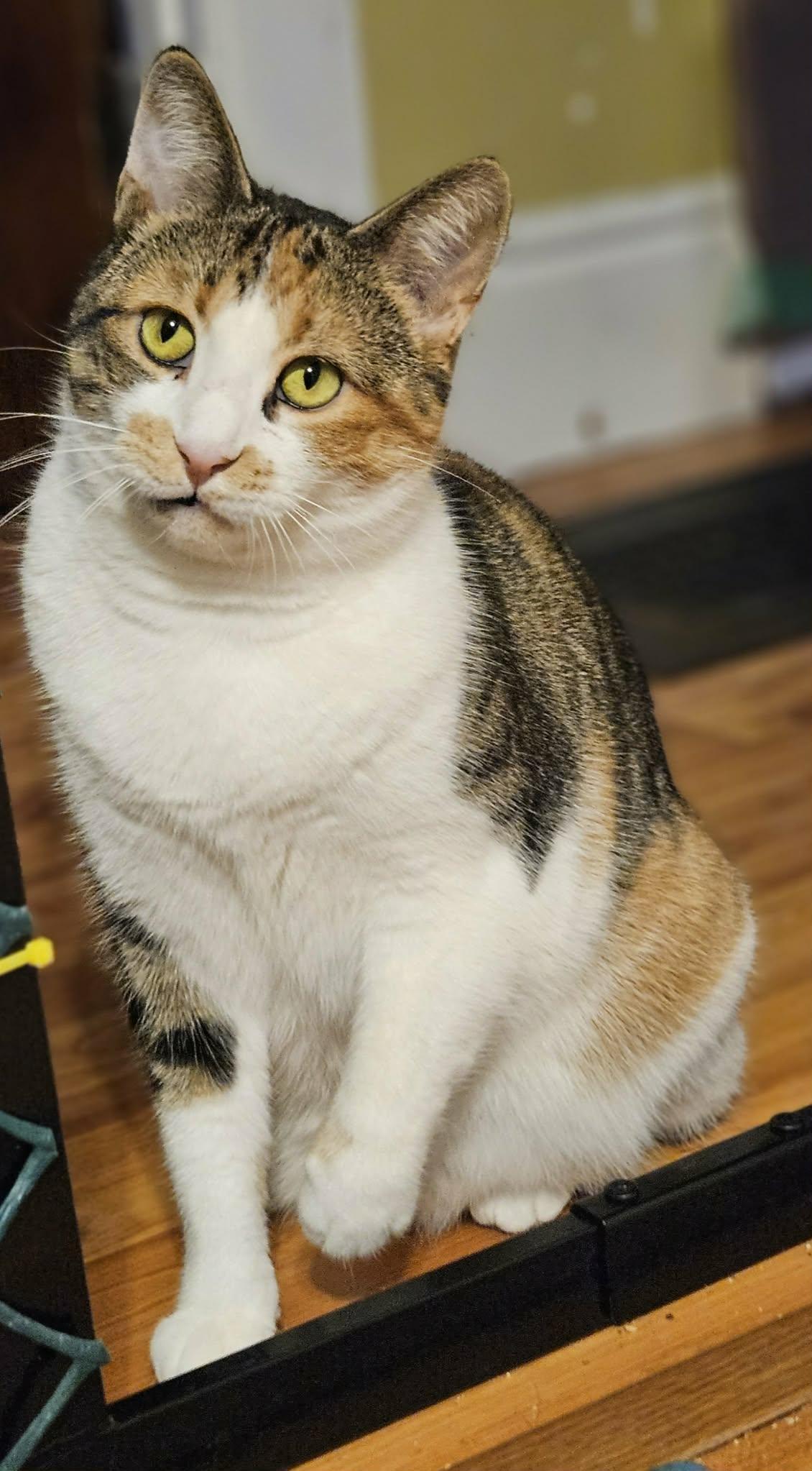 Lily, ADOPTABLE, Adult Female Domestic Short Hair.