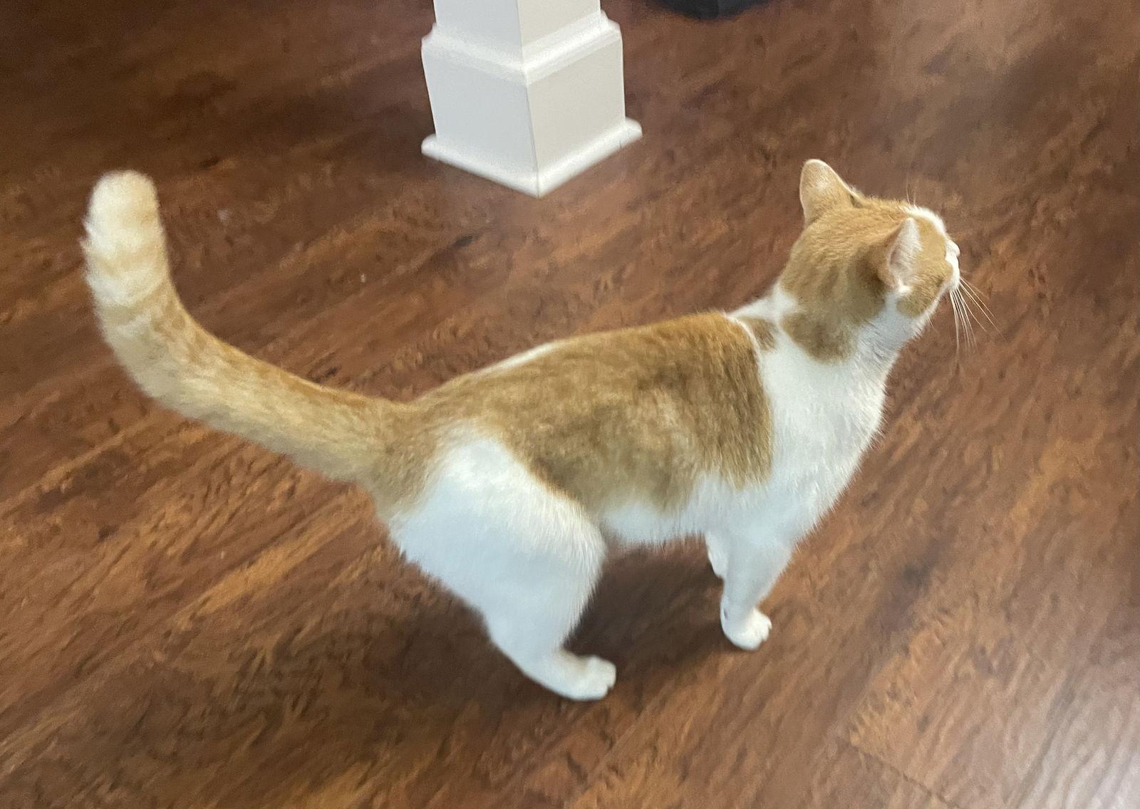 Wanda, Adoptable, Adult Female Domestic Short Hair.