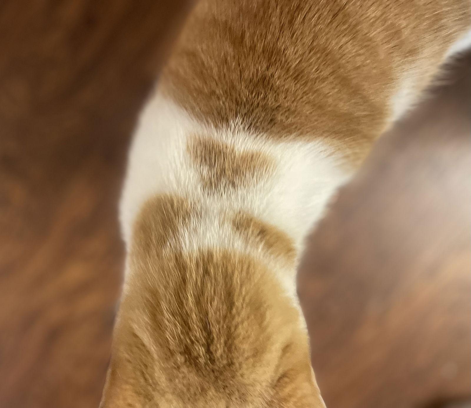 Enlarge Wanda, a Adoptable Domestic Short Hair in Oxford, MS image 2/3