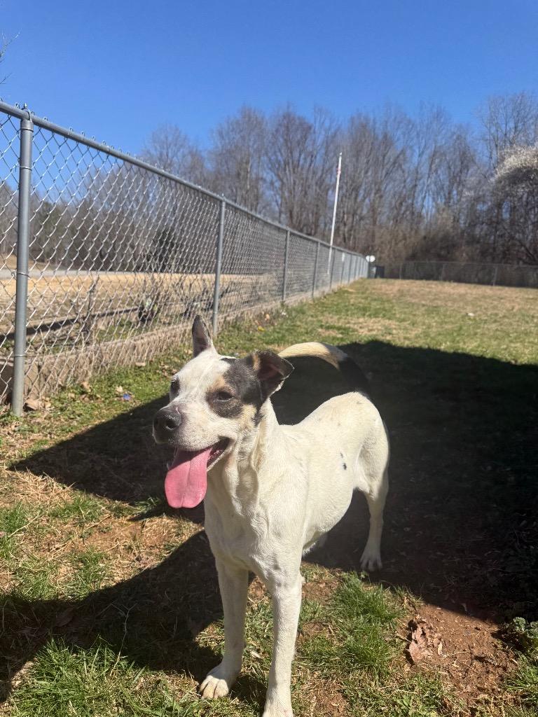 Julius, Adoptable, Adult Male Mixed Breed.