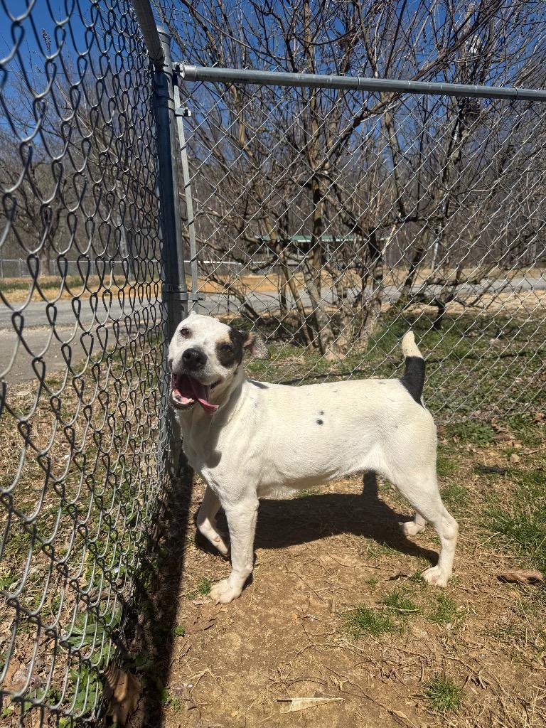Julius, a Adoptable mixed breed in Lawrenceburg, TN image 2/3