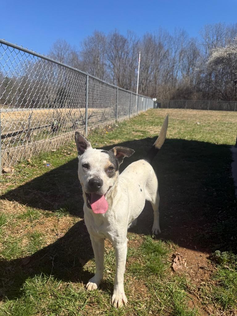 Julius, a Adoptable mixed breed in Lawrenceburg, TN image 3/3