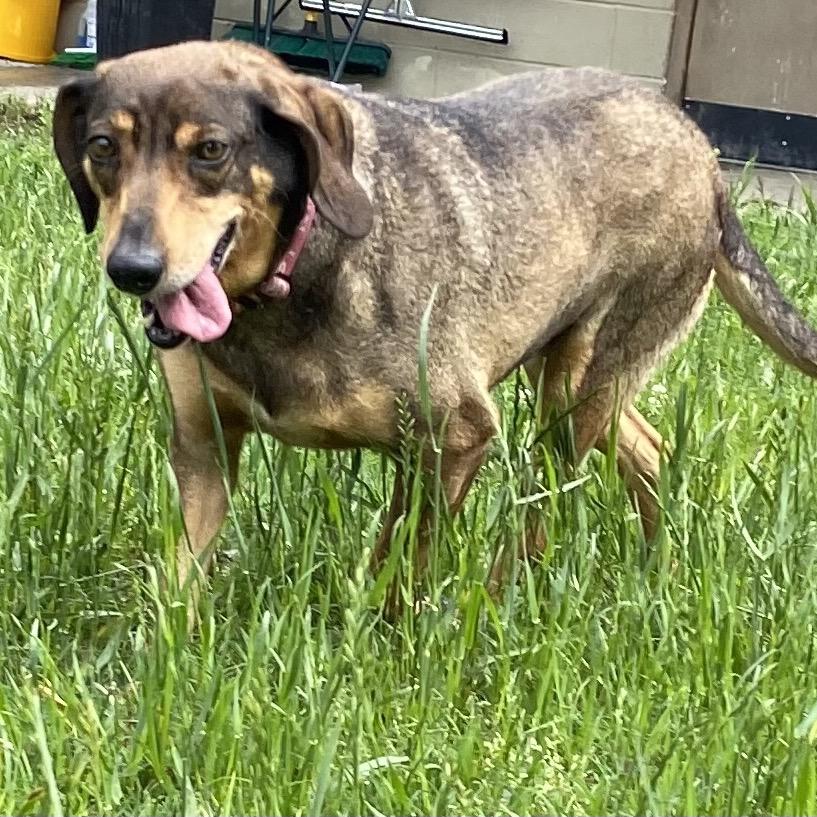 Alma, a Adoptable mixed breed in Caryville, TN image 1/6