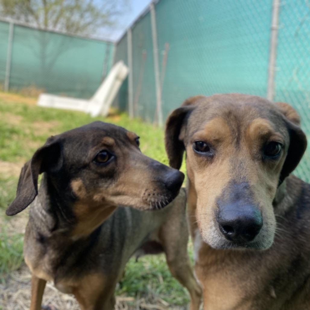 Enlarge Alma, a Adoptable mixed breed in Caryville, TN image 1/4