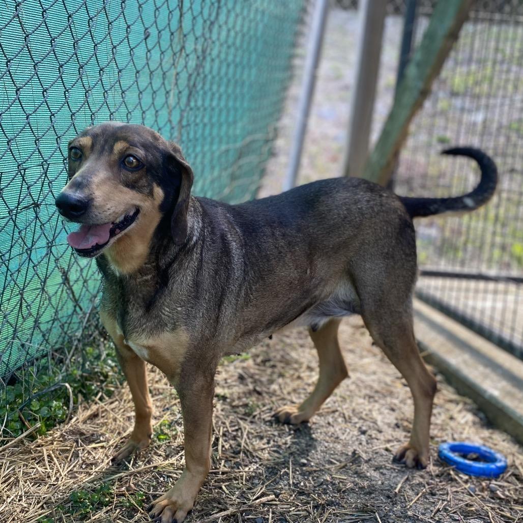 Enlarge Alma, a Adoptable mixed breed in Caryville, TN image 2/4