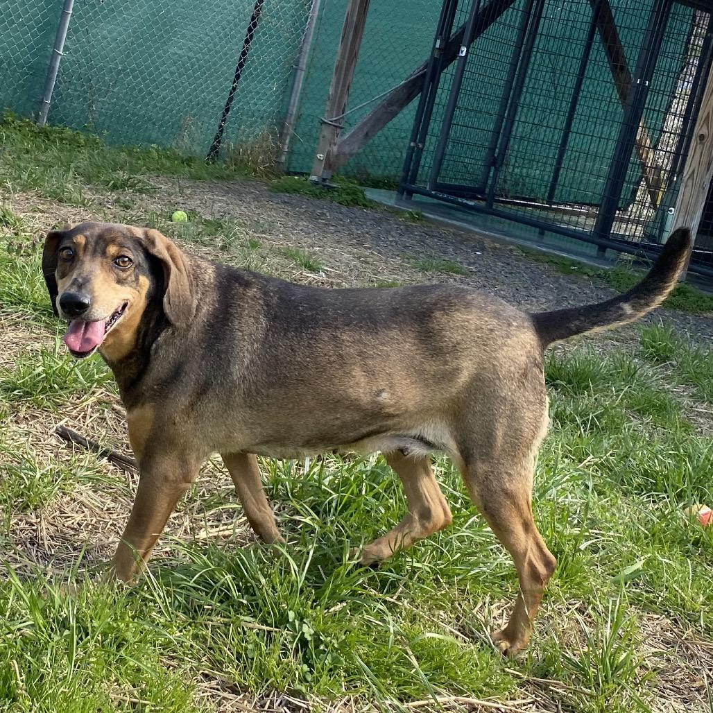 Enlarge Alma, a Adoptable mixed breed in Caryville, TN image 3/4
