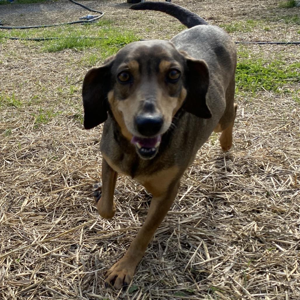 Enlarge Alma, a Adoptable mixed breed in Caryville, TN image 4/4