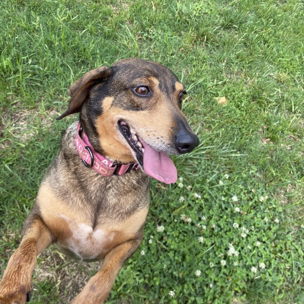 Enlarge Alma, a Adoptable mixed breed in Caryville, TN image 5/6