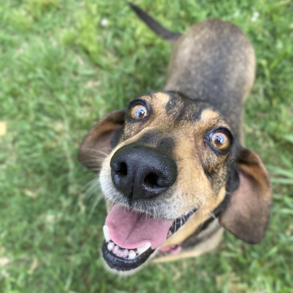 Alma, a Adoptable mixed breed in Caryville, TN image 6/6