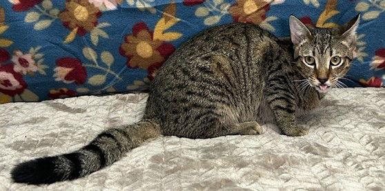 Enlarge 250861  George, a Adoptable Domestic Short Hair in Wetumpka, AL image 1/3