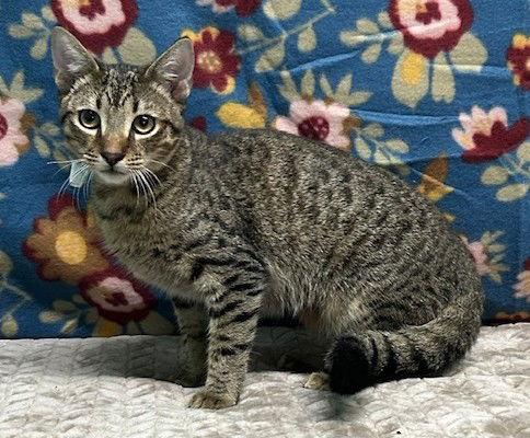 Enlarge 250861  George, a Adoptable Domestic Short Hair in Wetumpka, AL image 2/3