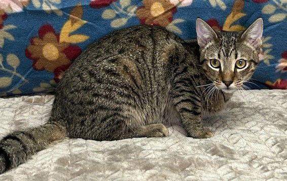 Enlarge 250861  George, a Adoptable Domestic Short Hair in Wetumpka, AL image 3/3