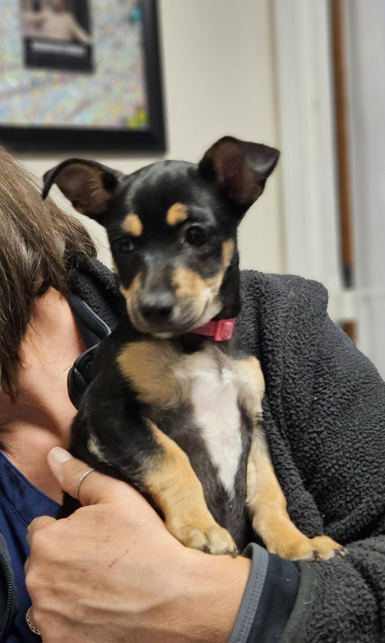 Enlarge Reina, a ADOPTABLE mixed breed in Broken Arrow, OK image 4/5