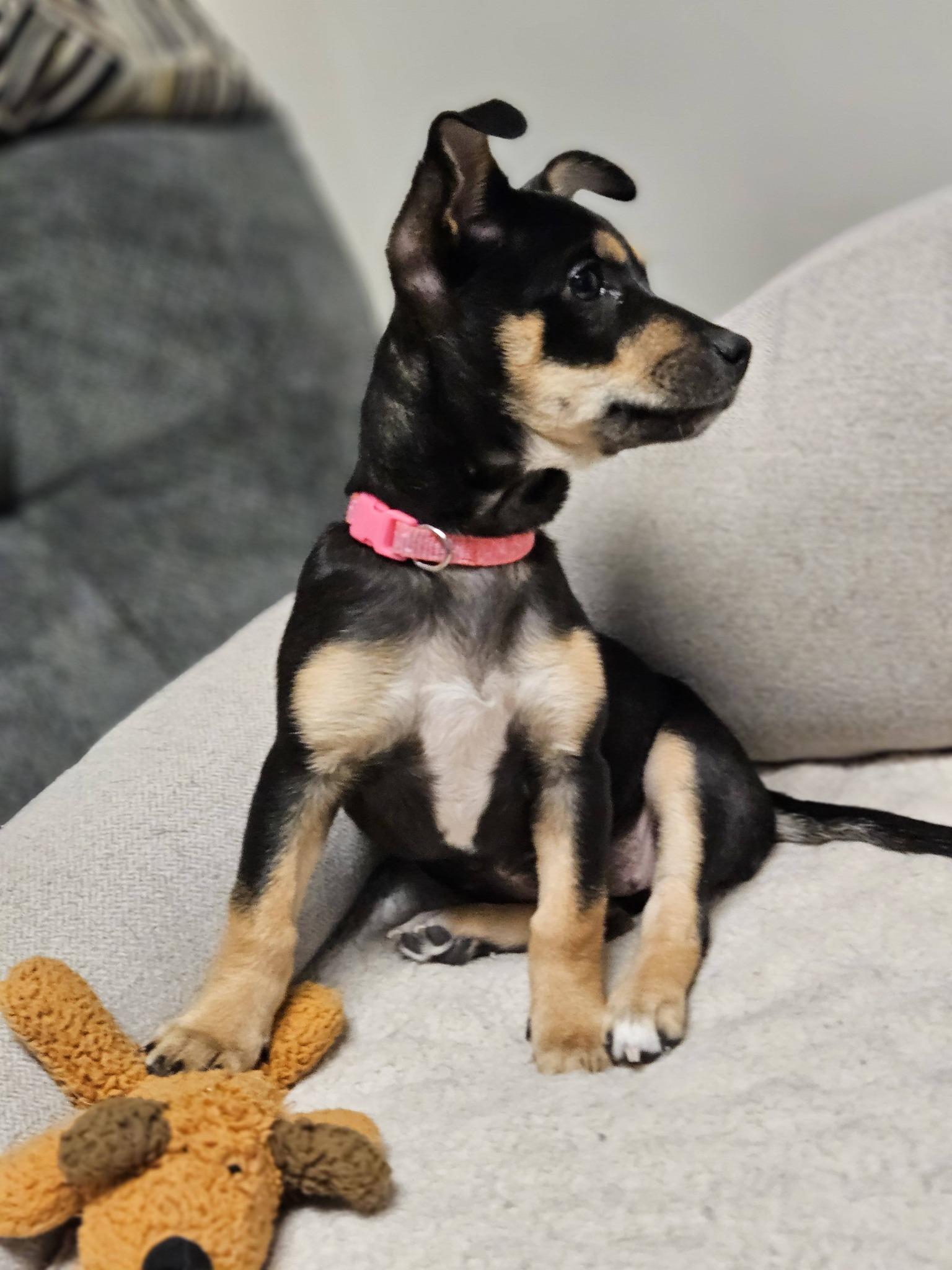 Enlarge Reina, a ADOPTABLE mixed breed in Broken Arrow, OK image 3/5